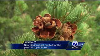 New Mexicans excited for this year's first piñon crop