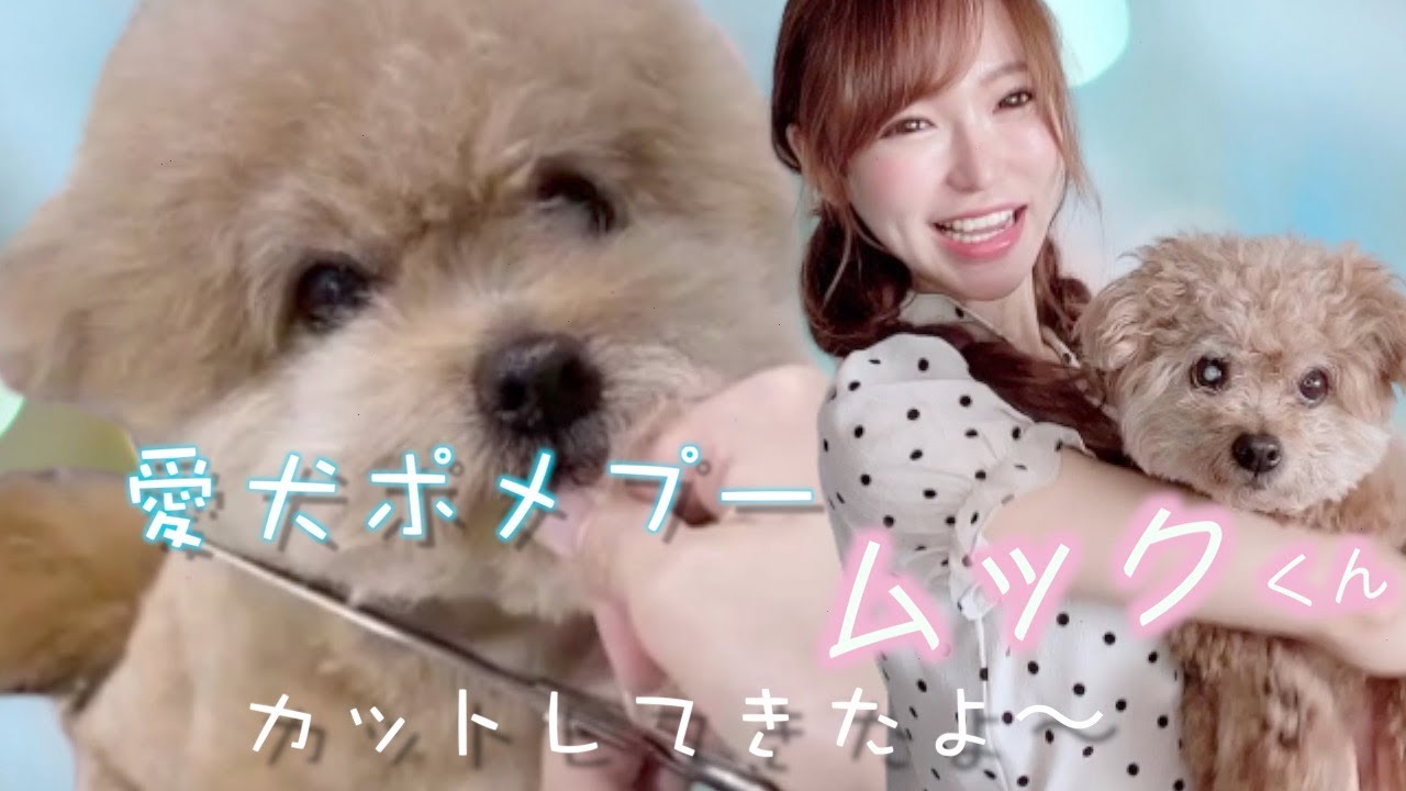 私の愛犬ポメプーのムックを紹介します Youtube