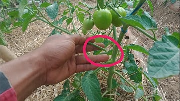 5 CARA PRUNING PADA TANAMAN TOMAT untuk MENGHASILKAN BUAH YANG LEBAT ‼️