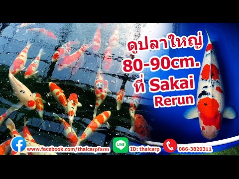 ไปซื้อปลาคาร์พญี่ปุ่นวันที่ 5 ปลาใหญ่ 80-90cm. Sakai Fish Farm Hiroshima Japan