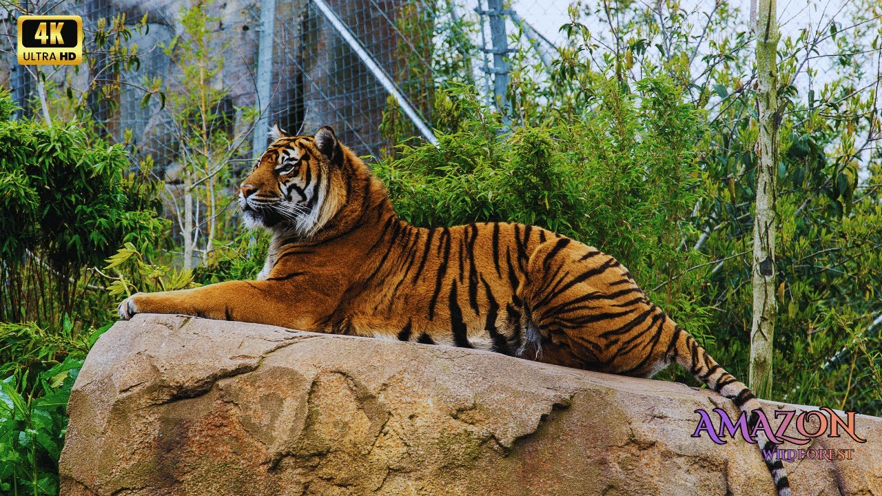 Amazon 4K - The Jungle’s Living Landscape