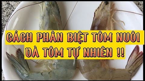 CÁCH PHÂN BIỆT TÔM TỰ NHIÊN VÀ TÔM NUÔI !!!