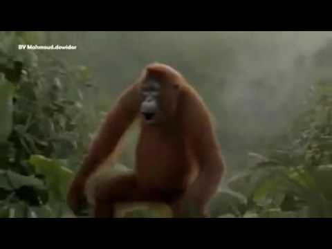 يه يه يه