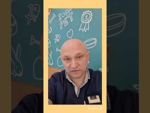 Смертельное заболевание дирофиляриоз у собак ❗️ Как проявляется дирофиляриоз #ушаковдмитрий