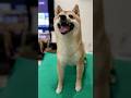 おて！練習中の豆柴つくね店長 #shorts #dog #shibainu