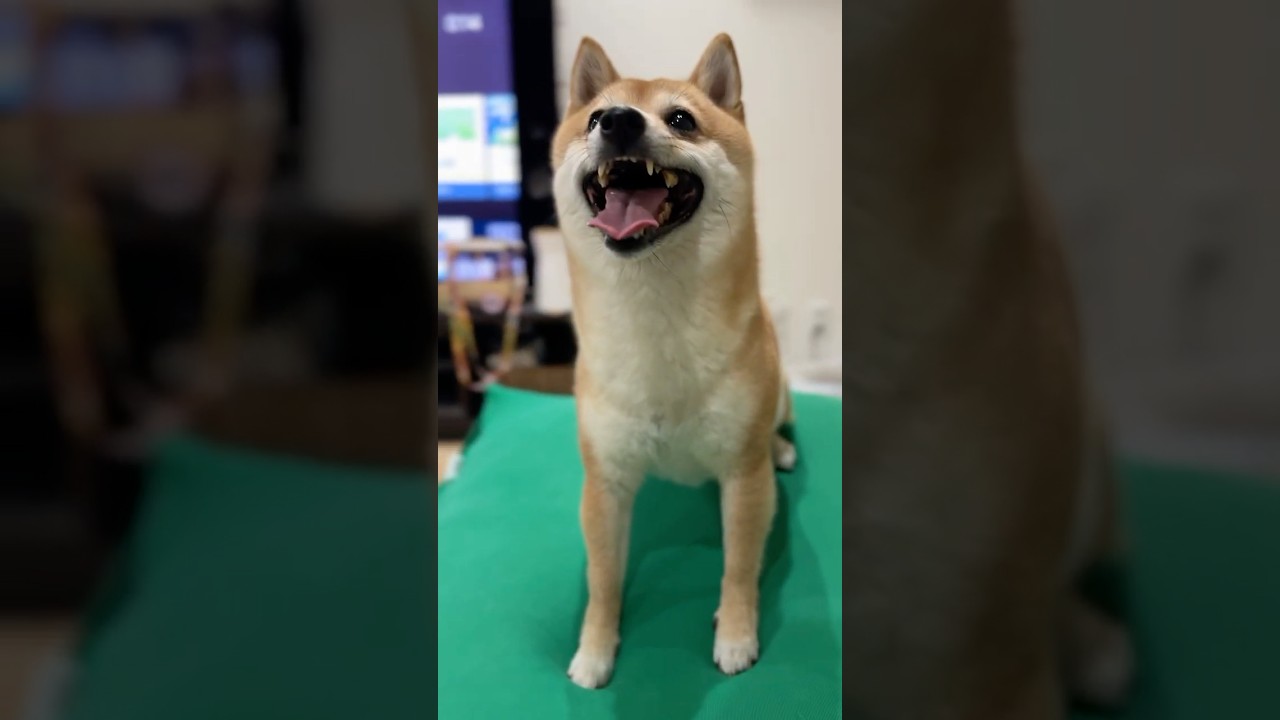 おて！練習中の豆柴つくね店長 #shorts #dog #shibainu
