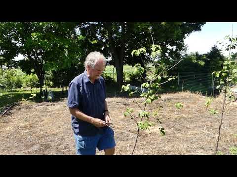 Video: Boom uitzetten na het planten - wanneer een nieuwe boom in het landschap zetten