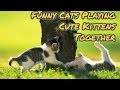 Funny Cats Playing Cute Kittens Together - NEW