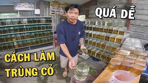 Cách LÀM TRÙNG CỎ quá đơn giản của Ông Chủ Trại Cá Betta