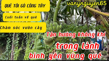 Tập 145- Quê tôi Gò Công Tây Tiền Giang. Cuối tuần về quê chăm sóc vườn cây | vanynguyen65