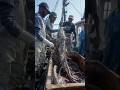 Fishermen Catch Unknown Ocean Species That Doesn’t Match Records