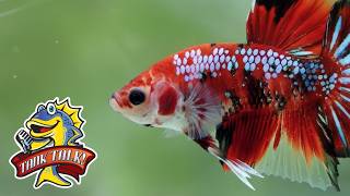 A Complete Guide To The Most Important Rule In FIsh Keeping