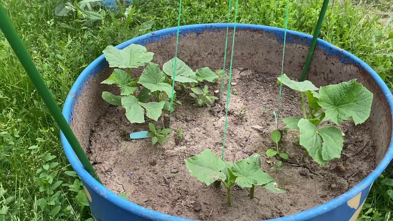Огород на котором ничего не растет) в гостях у мамы) - YouTube