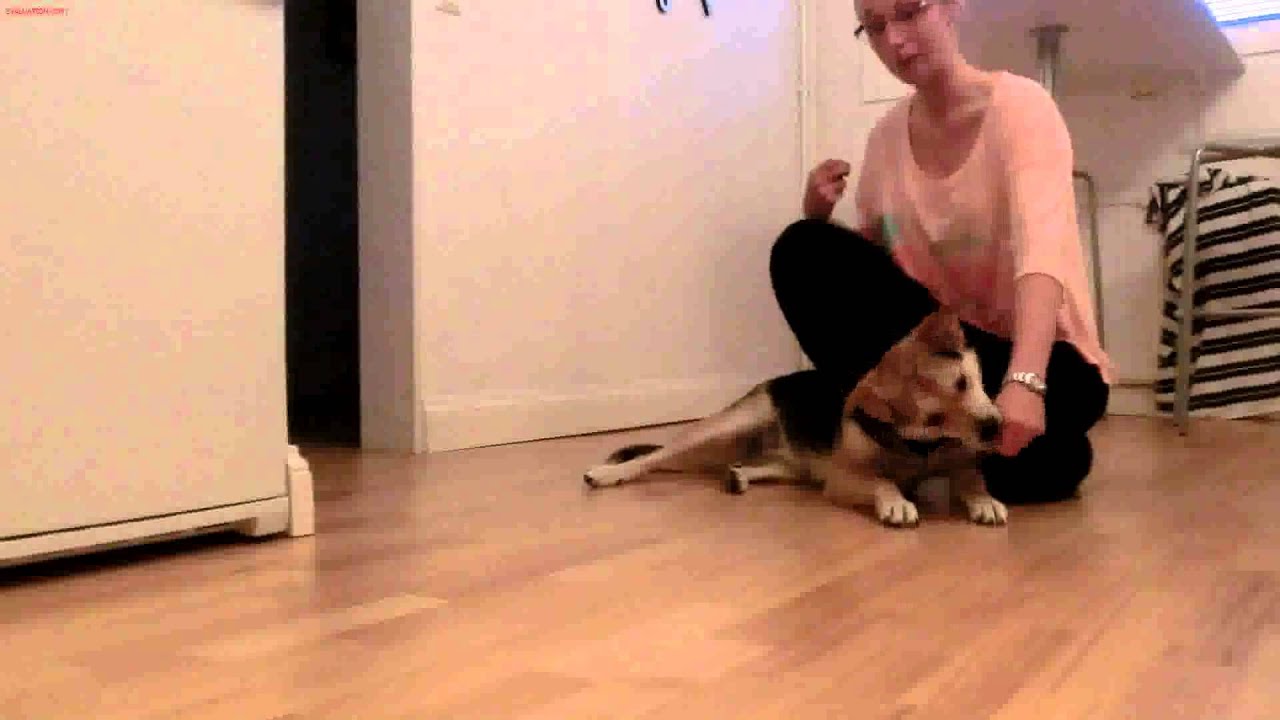 Hundtrick - Rulla runt