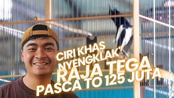 KONCER MUTLAK DI BEKASI‼️KACER RAJA TEGA PASCA TAKE OVER 125 JUTA DI BELI FIRMAN COATHING BANDUNG
