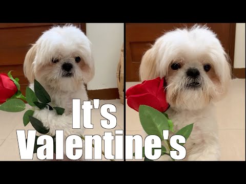 Video: Valentine Doggos