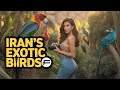 Bird Garden Walk: Iran’s Feathered Paradise | Persian Wildlife Tour