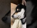 寝たふりする柴犬www 　Shiba Inu pretending to sleep　#shorts