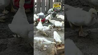 entok jumbo minum vitamin 😍🦆🐣 #animals #duck #pets #shorts #viral