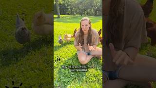 How to Get Your Chickens to Love You