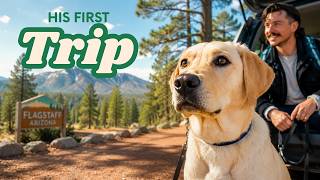 I Took My Labrador to the Mountains for the First Time