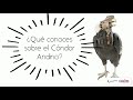 ¿Qué conoces sobre el cóndor andino?