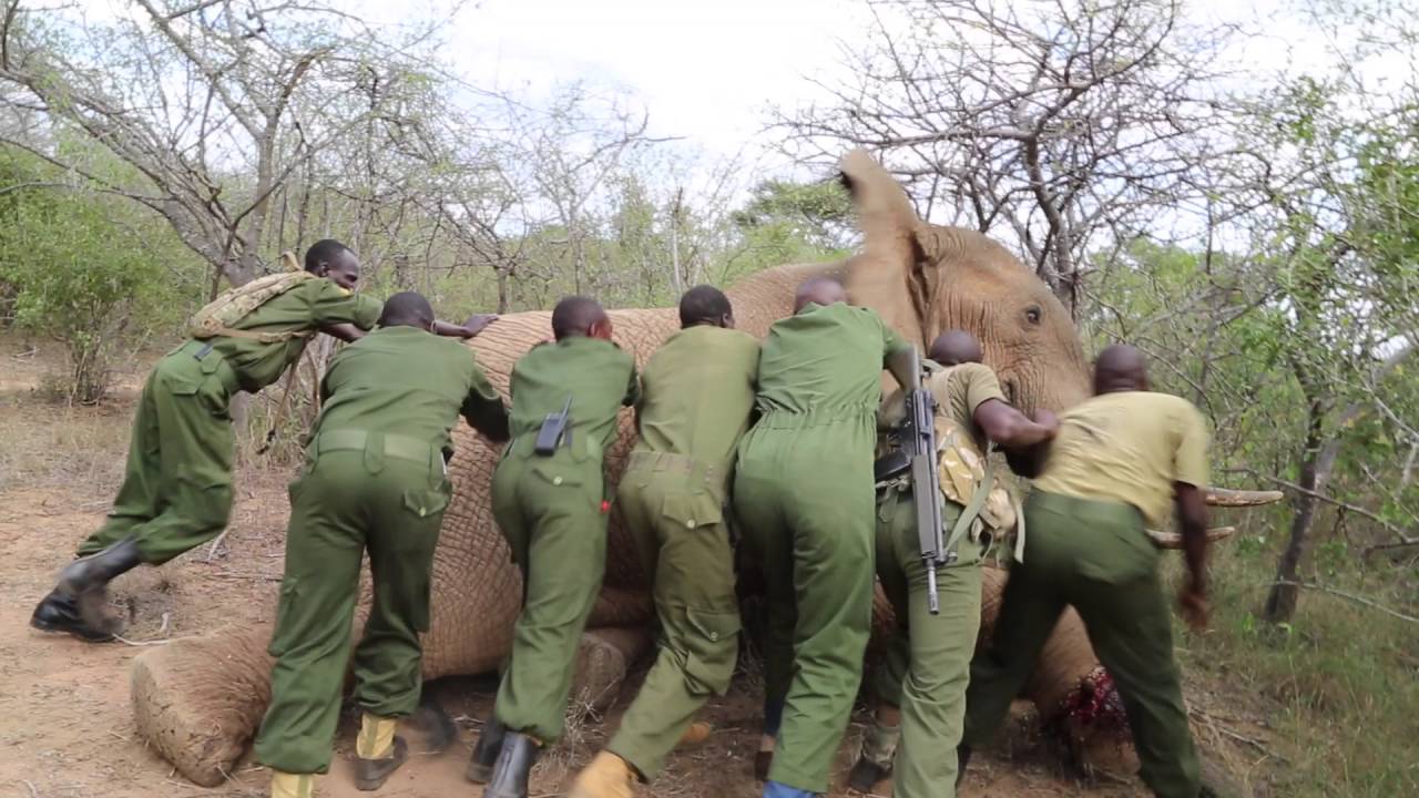 illegal trade of tigers A bull with a horrendous snare wound is saved