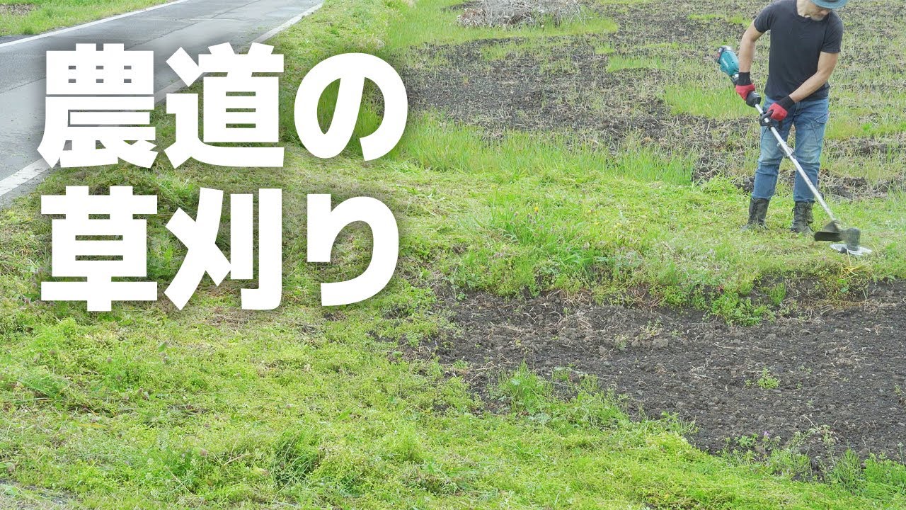 田んぼの周りの草を電動草刈機で刈り取る - YouTube