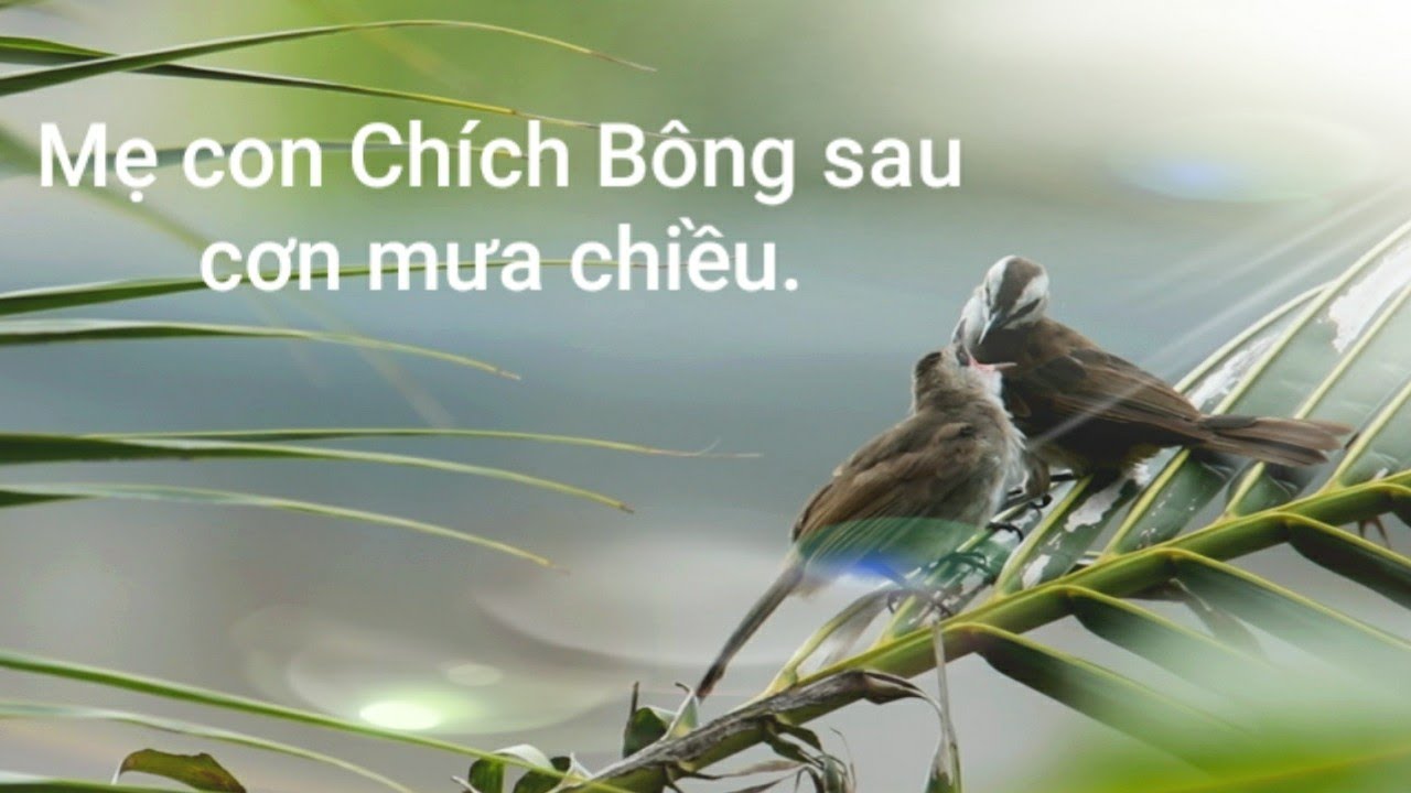 Mẹ con Chích Bông sau cơn mưa chiều. - YouTube