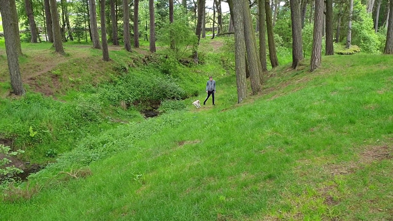 Fudge the cockapoo in the Scottish woods