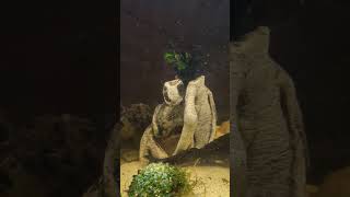 fish tank placo #nature #fishtank #wildanimals #viralvideo #music #familytime #newmusic #bassfishing