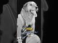 Ref:aGDRLAxJK48 "air bud (1997) cast evolution - then and now!" #airbud #buddydog #kevinzegers #sportmovies #shorts