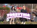 Forsythia: Early Spring Color That Sells Jobs