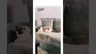 Funny cat video#funnycats #funnypets #funnyanimals