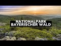Nationalpark bayerischer wald