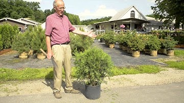 Trimming Arborvitae