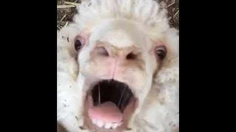 Screaming sheep 🐑 BAAAHHH  - funny sheep 🐑 video