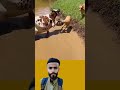 تأملوا كيف سخر الله هذا الكلب ليكون سببا في نجاة غيره سبحان من زرع الرأفة في قلوب لا تنطق اكسبلور