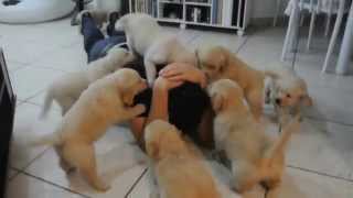 The Attack of Puppy Golden Retrievers Puppies