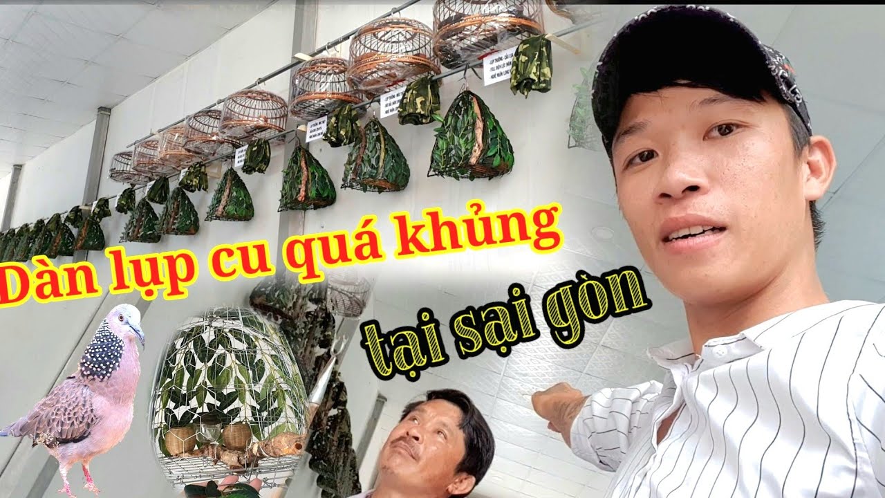 Dàn Lụp Cu Gáy Quá Khủng Của Anh Trai Đất Sài Thành.Hà Kon Tum Review. Xem Là Mê.