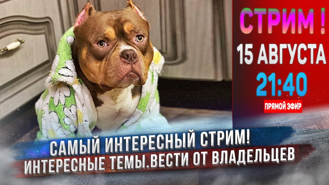 🔴 СТРИМ о собаках. Будет и интересно и информативно. Тема: Дисплазия ...