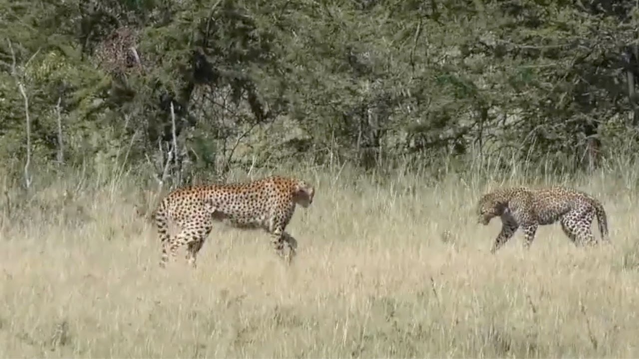 Leopard Vs Cheetah Fight