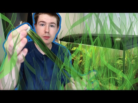 Vallisneria - Beginner Guide on How To Grow This Great Plant