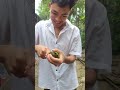 mango eating challenge accepted part 12
