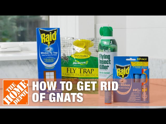 How to Get Rid of Gnats in Your House