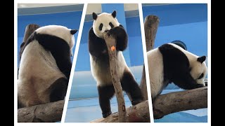 20240425 為找點心爬高高 圓寶腳滑險摔跤(午餐) Giant Panda Yuan Bao