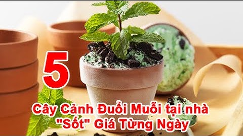 5 Loại Cây Cảnh Đuổi Muỗi tại nhà "Sốt" Giá Từng Ngày