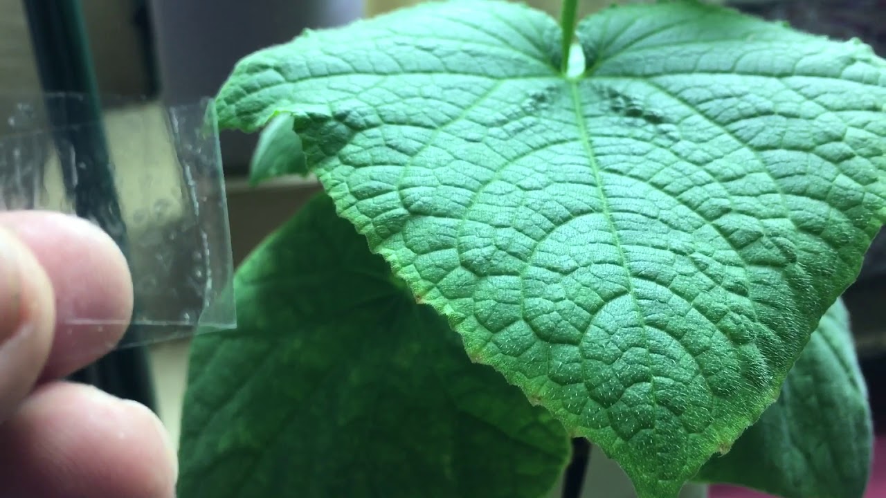 Self Pollinating Cucumber Plant Update YouTube