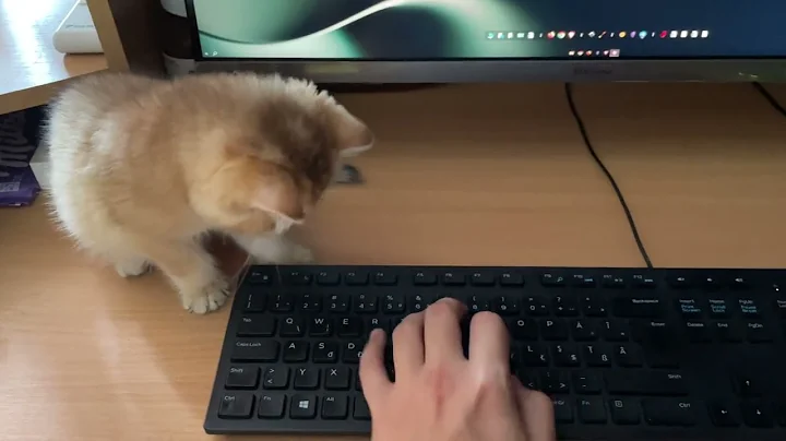 Video 5328791: british shorthair, pure british