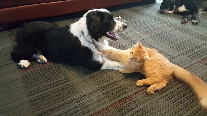 Video 11086891: black white maine coon, sweet maine coon, maine coon playing